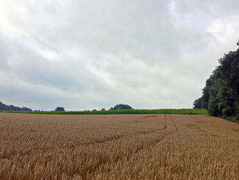 Wheat on field against cloudy sky
