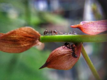 Close-up of insect pollinating flower