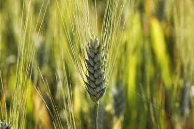 Close-up of wheat growing on field