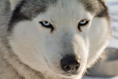 Close-up portrait of dog