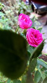 Close-up of pink rose