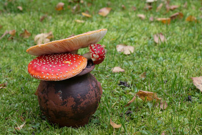 Close-up of fly agaric mushroom growing on field