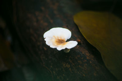 Close-up of white flower