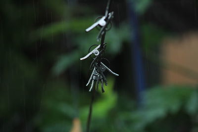 Group of color and stainless steel clips hang on the rope without clothes