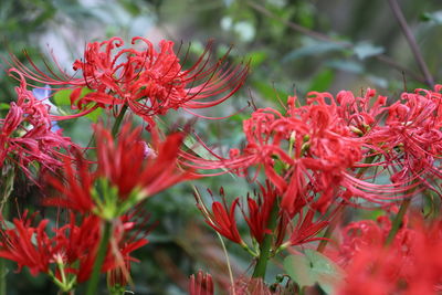 Close-up of red flowering plants