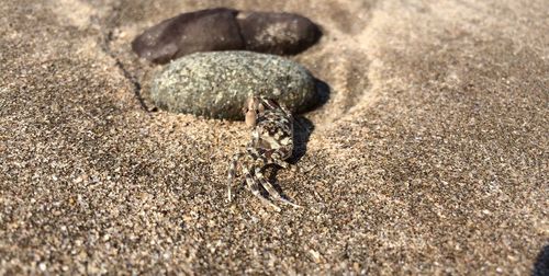 View of lizard in sand