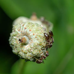 Close-up of plant