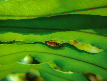 Full frame shot of green leaf