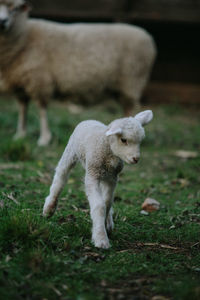 Sheep standing in a field