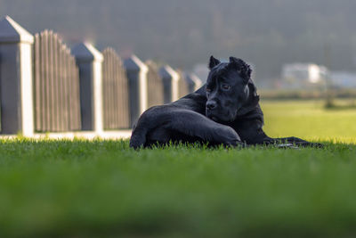 Black dog lying on field