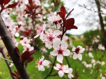 Close-up of pink cherry blossoms in spring