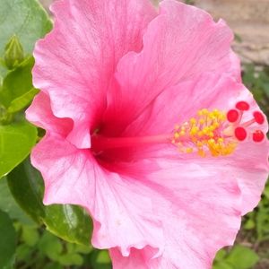 Close-up of pink flower growing outdoors