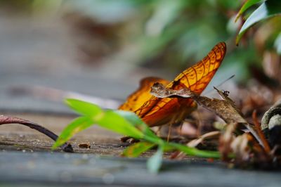 Close-up of butterfly on flower