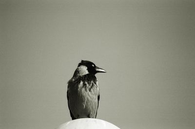 bird