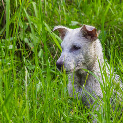 Close-up of rabbit in field