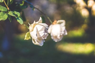 Close-up of white flowers blooming outdoors