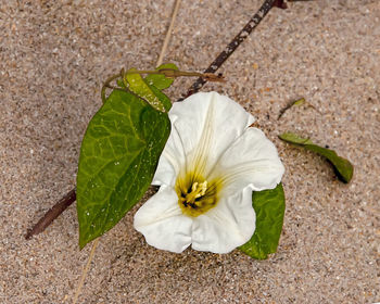 Close-up of white flower