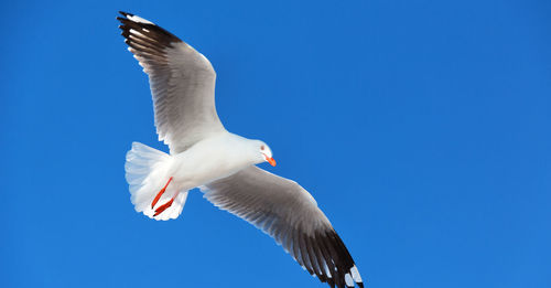 Low angle view of seagull flying against clear blue sky