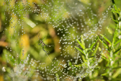 Close-up of spider on wet web by plants