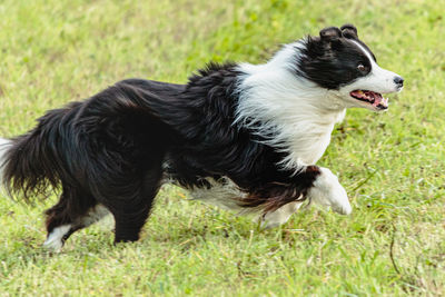 Border collie