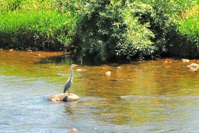 Swan swimming in lake