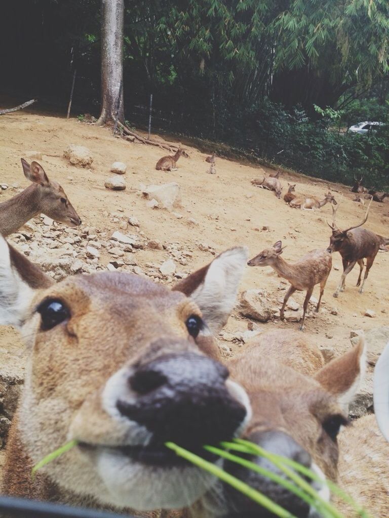 animal themes, mammal, field, animals in the wild, wildlife, domestic animals, forest, nature, young animal, livestock, day, animal family, tree, standing, outdoors, sunlight, no people, herbivorous, two animals, high angle view