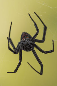 Close-up of spider on web