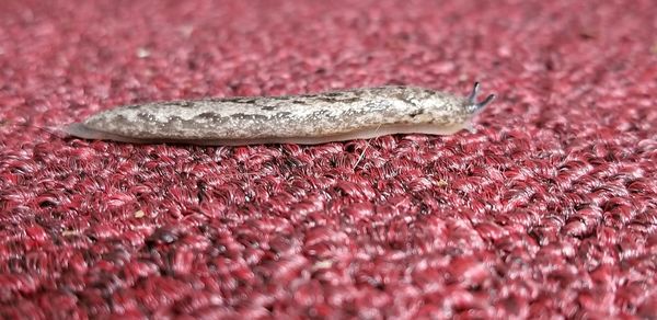 Close-up of a lizard