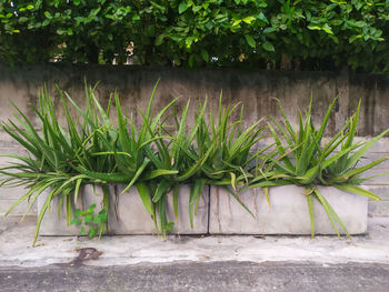 Close-up of potted plant against wall