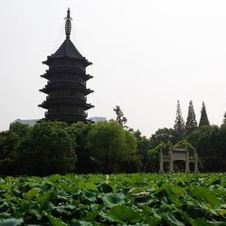 View of plants against clear sky