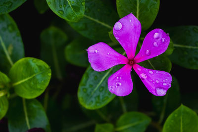 Close-up of wet purple leaves on rainy day
