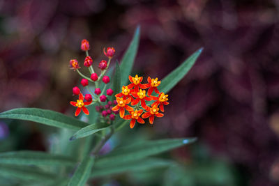 Close-up of orange flowering plant