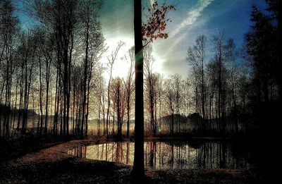 Sun shining through trees