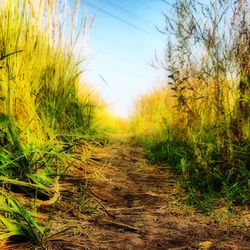 Road passing through field