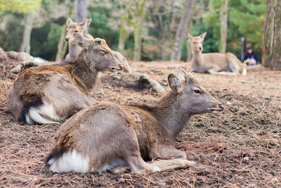 Sheep resting in a field