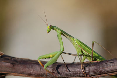 Close-up of grasshopper on wood