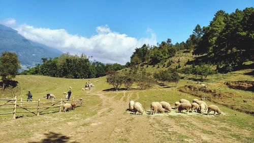 Panoramic view of sheep grazing on field against sky