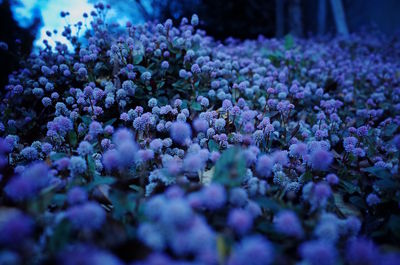 Close-up of purple flowers