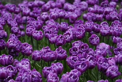 Close-up of purple flowers blooming outdoors