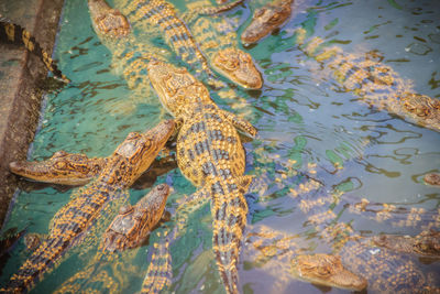 High angle view of a turtle in swimming pool