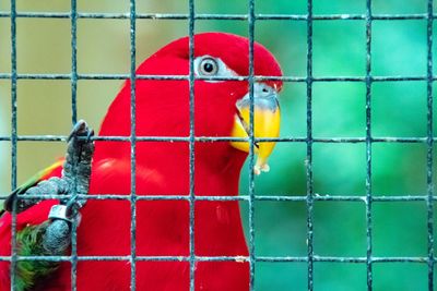 Close-up of parrot perching in cage