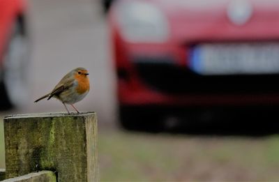 Close-up of bird perching outdoors