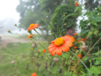 Close-up of poppy blooming outdoors