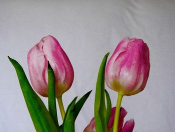 Close-up of pink tulip flower against white background