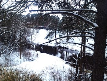 Trees in forest during winter