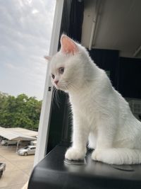 Close-up of cat looking through window