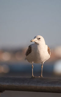 Close-up of seagull perching on wood against sky
