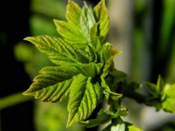 Close-up of fresh green plant