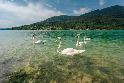 Swans swimming in lake against mountains