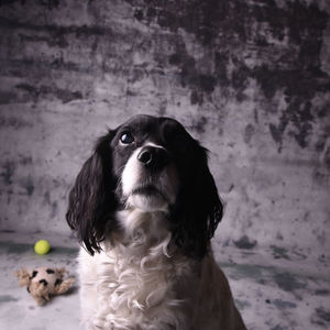 Portrait of dog with ball in mouth